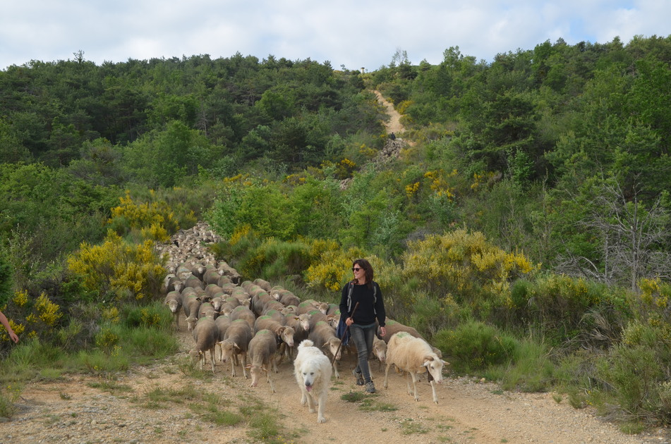 © Exposition - Les pastoralismes dans le Var_Le Beausset - ©Maison de la transhumance