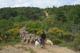 Exposition - Les pastoralismes dans le Var