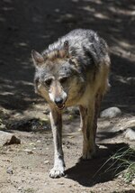 Balade - Lupus, y es tu ?