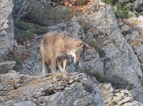 Conférence - Le loup dans le Var
